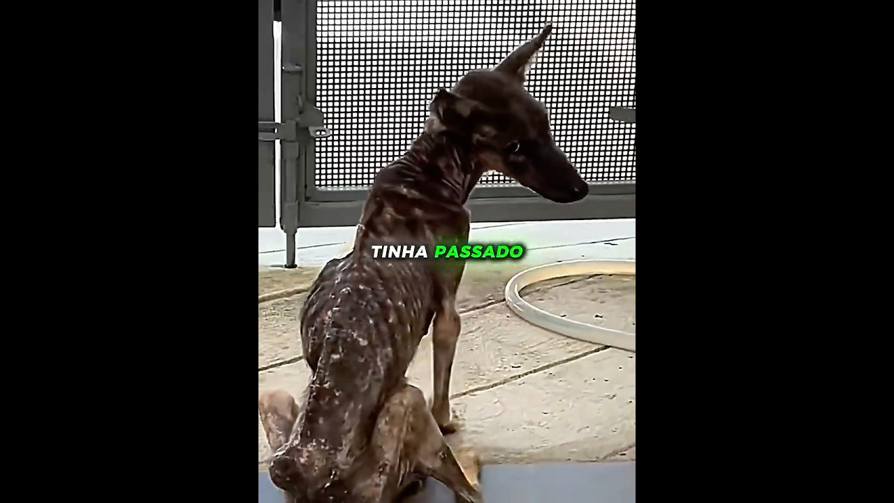 Ela teve uma linda transformação 🥹❤️