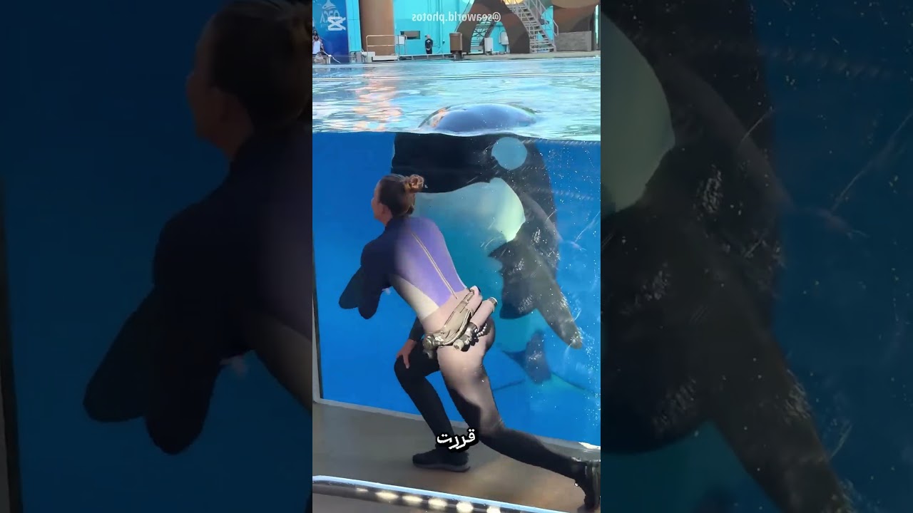 "الدلفين شاف الدمية وافتكرها ابنه.. شوف عمل إيه! 😭🐬"
