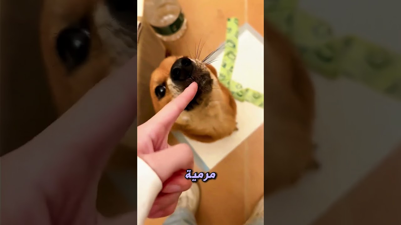 حسب كلبه أكل كل الدواء… لكن الحقيقة ضحكته 😂🐶