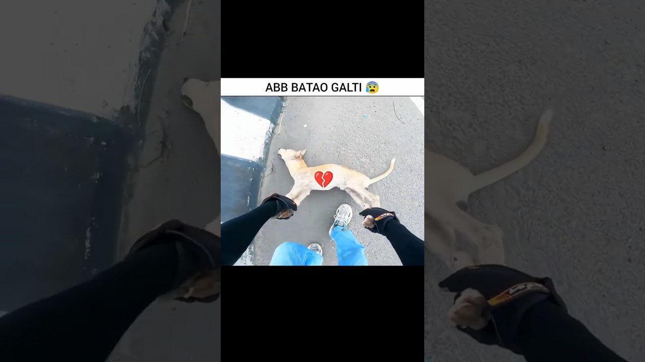 𝗣𝗿𝗮𝘆 𝗙𝗼𝗿 𝗗𝗼𝗴 🐶😰💥 𝗠𝗼𝘁𝗼𝘃𝗹𝗼𝗴𝘀 #shorts #cow #motovlog