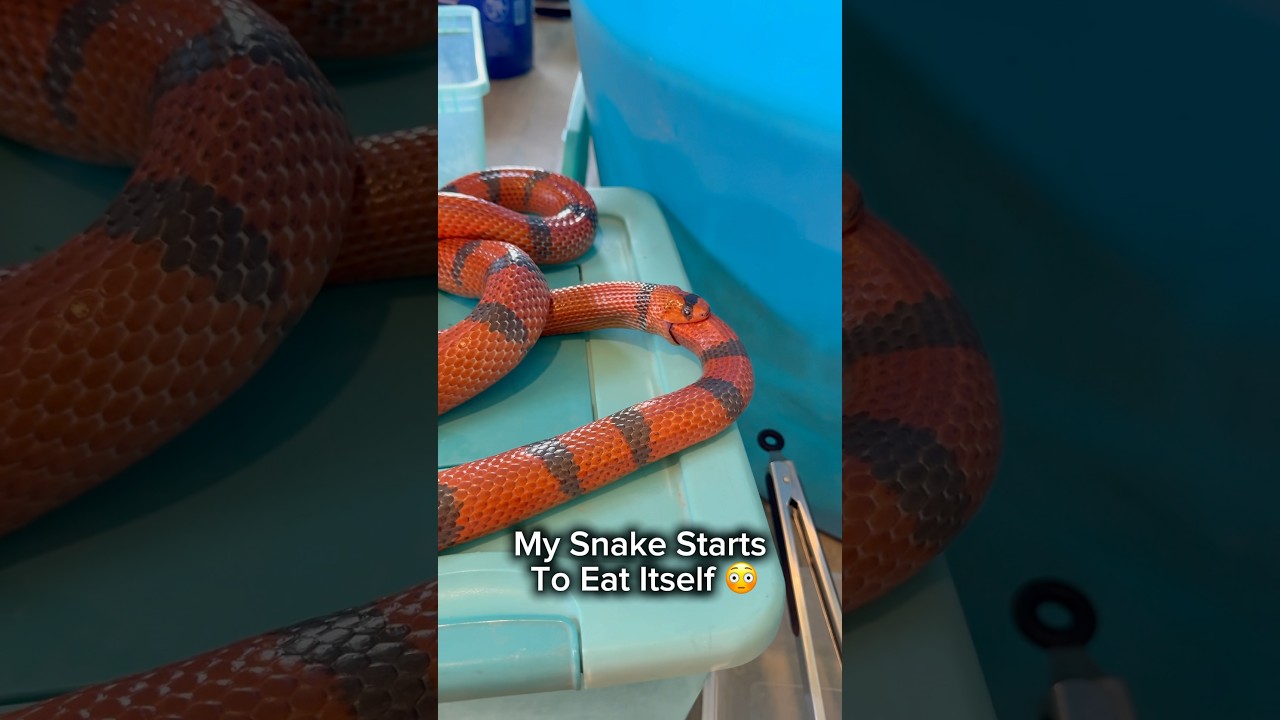 My Snake Starts To Eat Itself 😳 #shorts #snake
