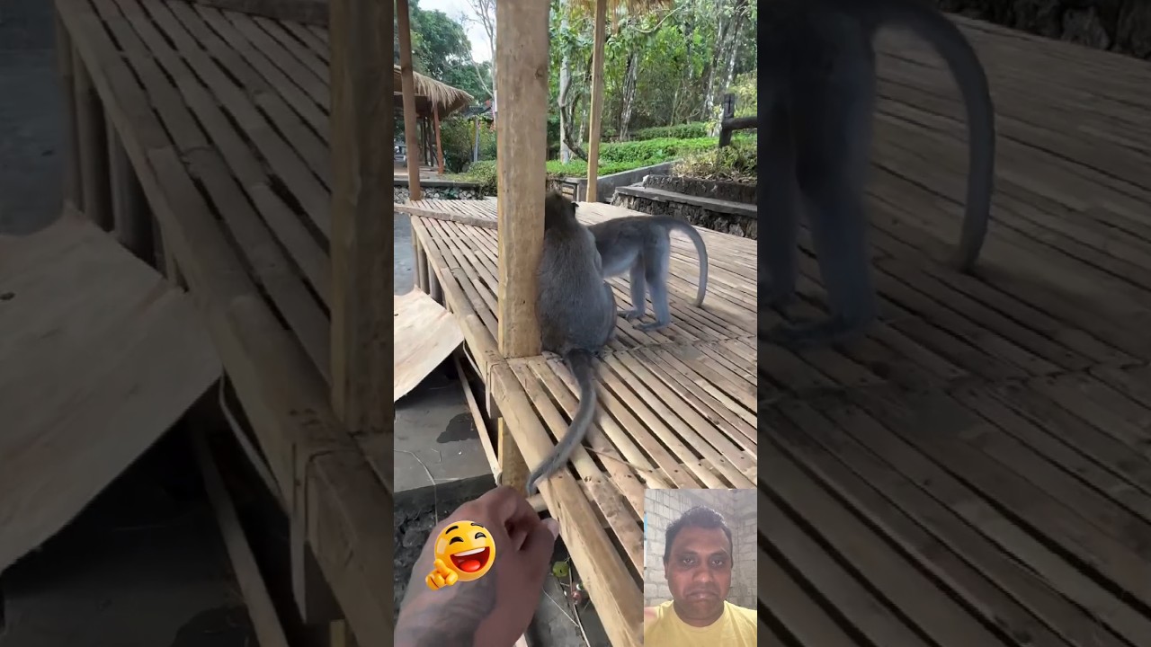 Naughty Monkey Doing Funny🤣😱#funnymonkey #youtubeshorts #animalcomedy