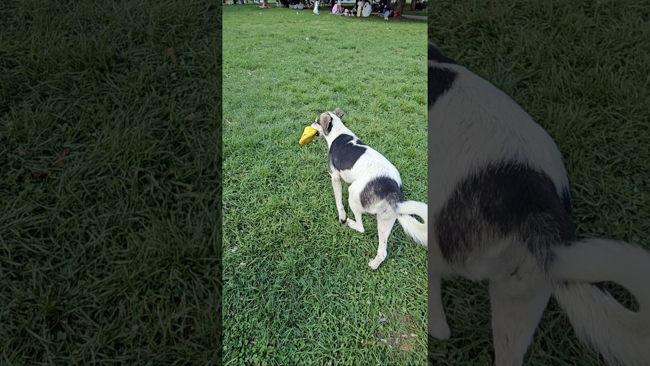 كلب اخدشحاطة لولو🐕😱 لحقنا ماقدرنا نمسكو ههههههه