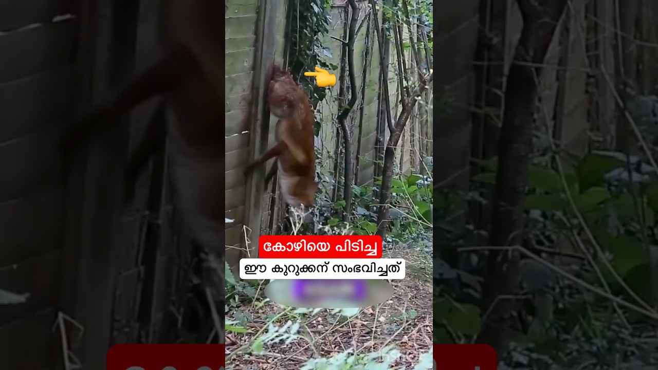 കോഴിയെ പിടിച്ച ഈ കുറുക്കന് സംഭവിച്ചത് #shortfeed #shorts