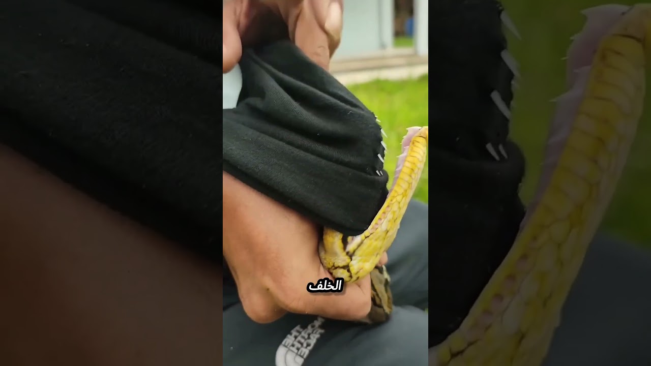 أسنان الأفعى المرعبة: أكثر من 100 سن لا تترك فريسة تفلت!