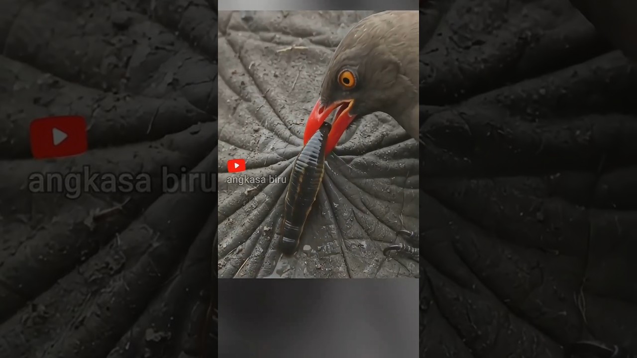 Simbiosis Unik Oxpecker, Mongoose & Warthog di Alam Liar”#faktaunikhewan #simbiosis #wildlife