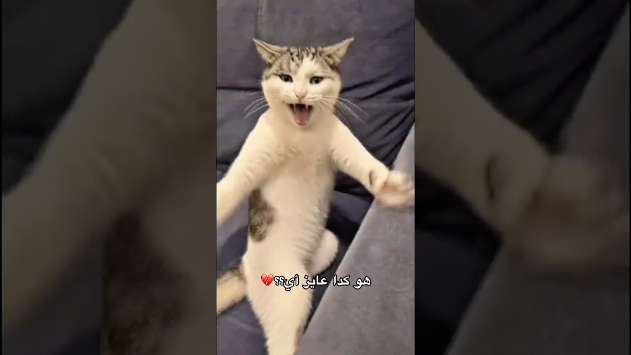 اللي بيفهم في القطط يقولي هو عايز أي؟؟😭😭