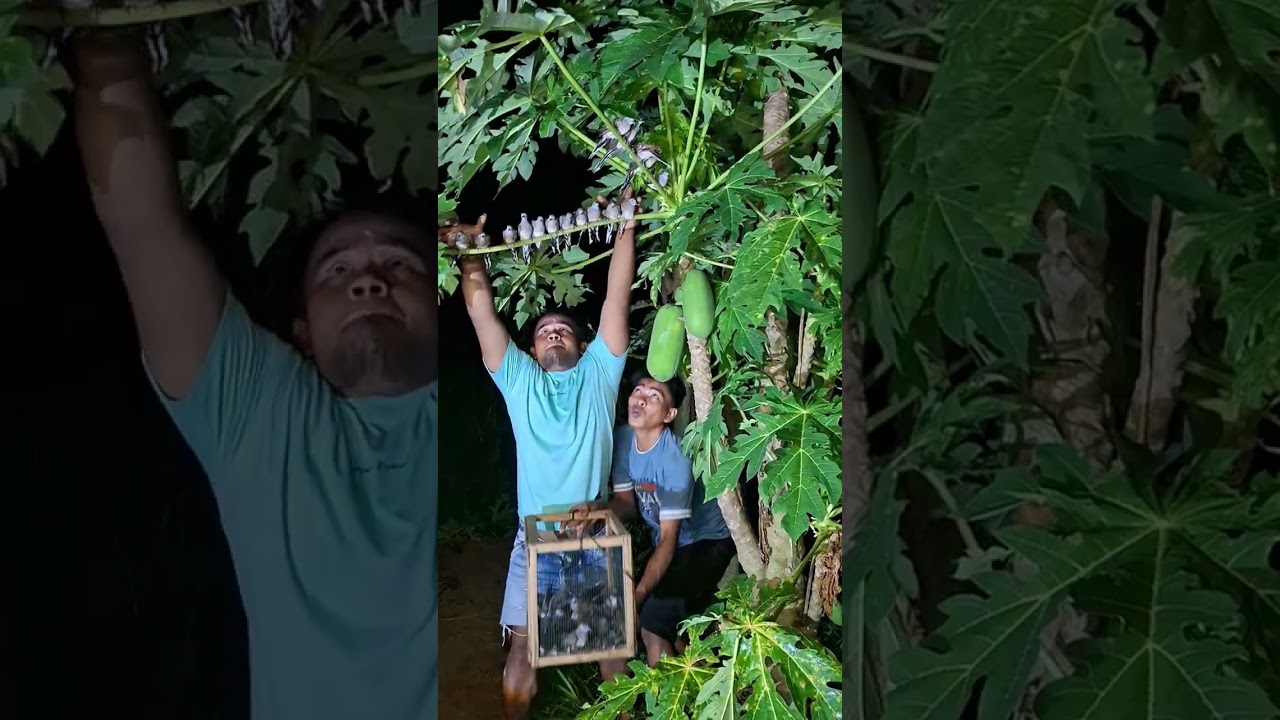 his hands are very fast #shortvideos #nature #trending