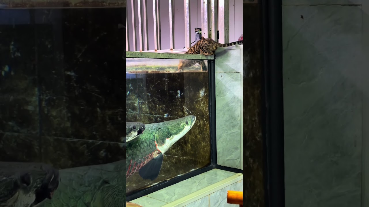 巨骨舌鱼 #养鱼日记 #豹猫 #crocodile #饲养员日常