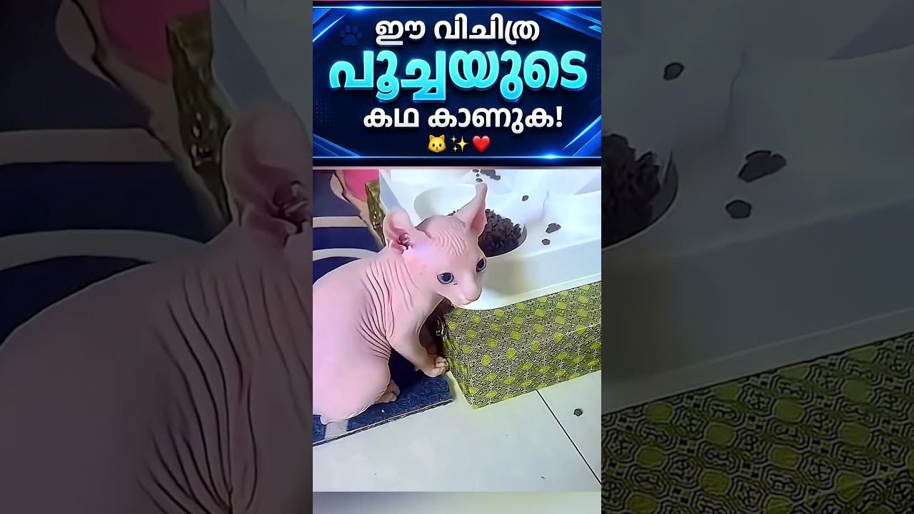 #jaidmeel #malayalam What Happened When A Mother Cat Adopted This Unusual Wrinkled Creature