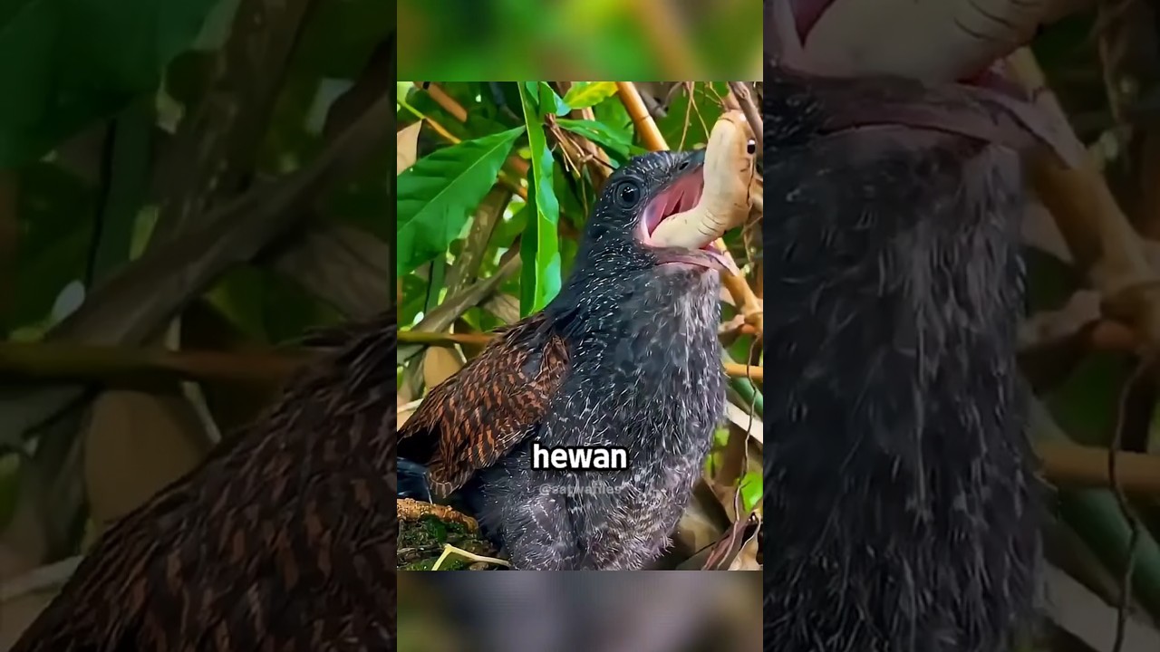 Jangan Tertipu! Hewan-Hewan Ini Sebenarnya Masih Hidup