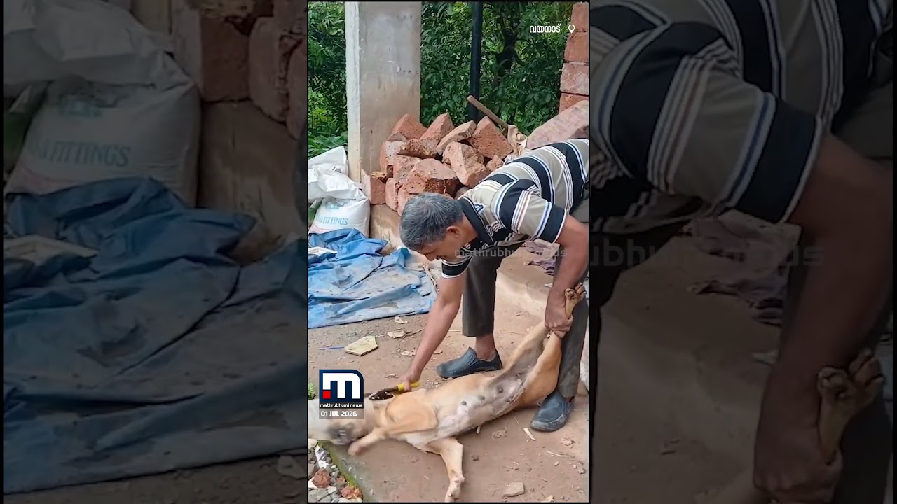 വനംവകുപ്പ് ജീവനക്കാരന്റെ സമയോചിത ഇടപെടൽ; പാട്ടയ്ക്കുള്ളിൽ തല കുടുങ്ങിയ നായയെ രക്ഷപ്പെടുത്തി
