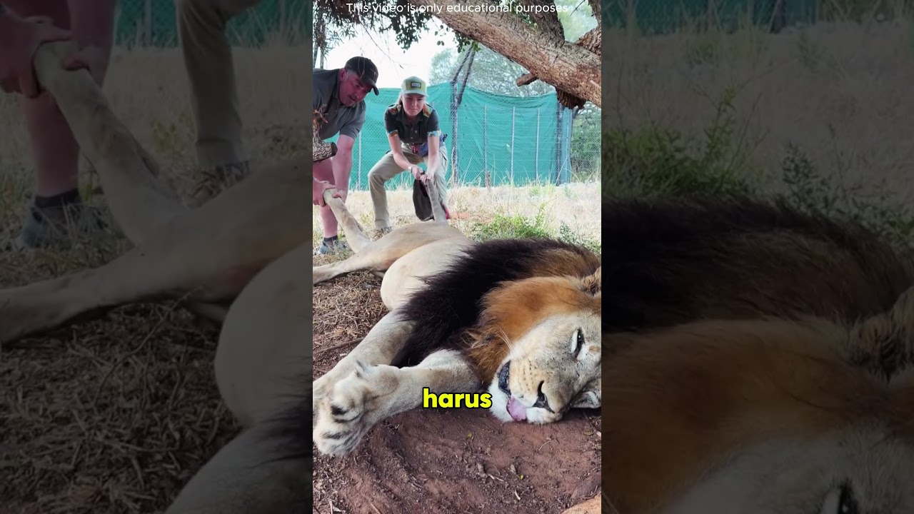 Perpisahan Sunyi Sang Raja Hutan 🦁🥀😢 #shortsvideo #facts #viralvideo