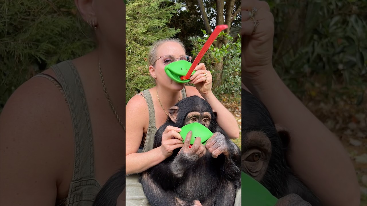 #lol #idk #frog #toy #chimp