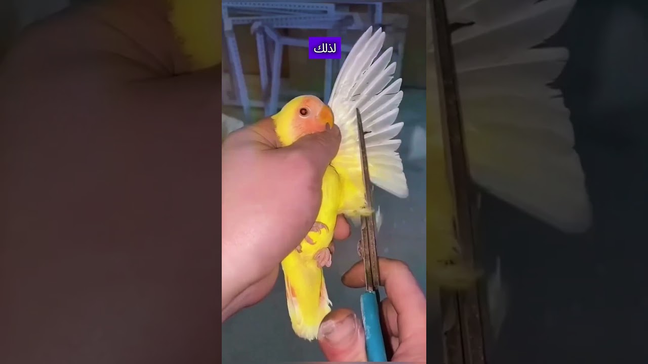 🦜 كيف تقص أجنحة ببغائك بأمان؟ نصائح مهمة لكل مالك طائر!