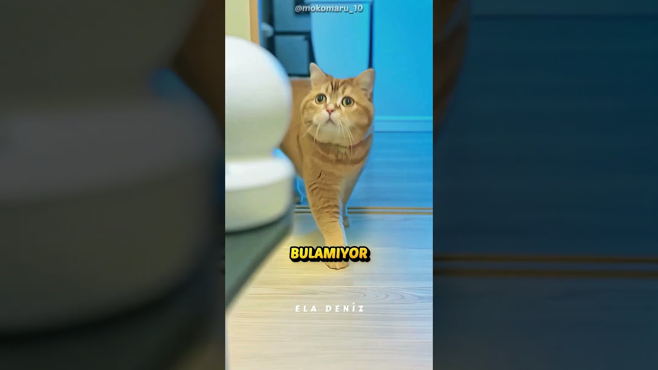 Kedi Parçayı Bulamayınca Bunu Yaptı 🐱