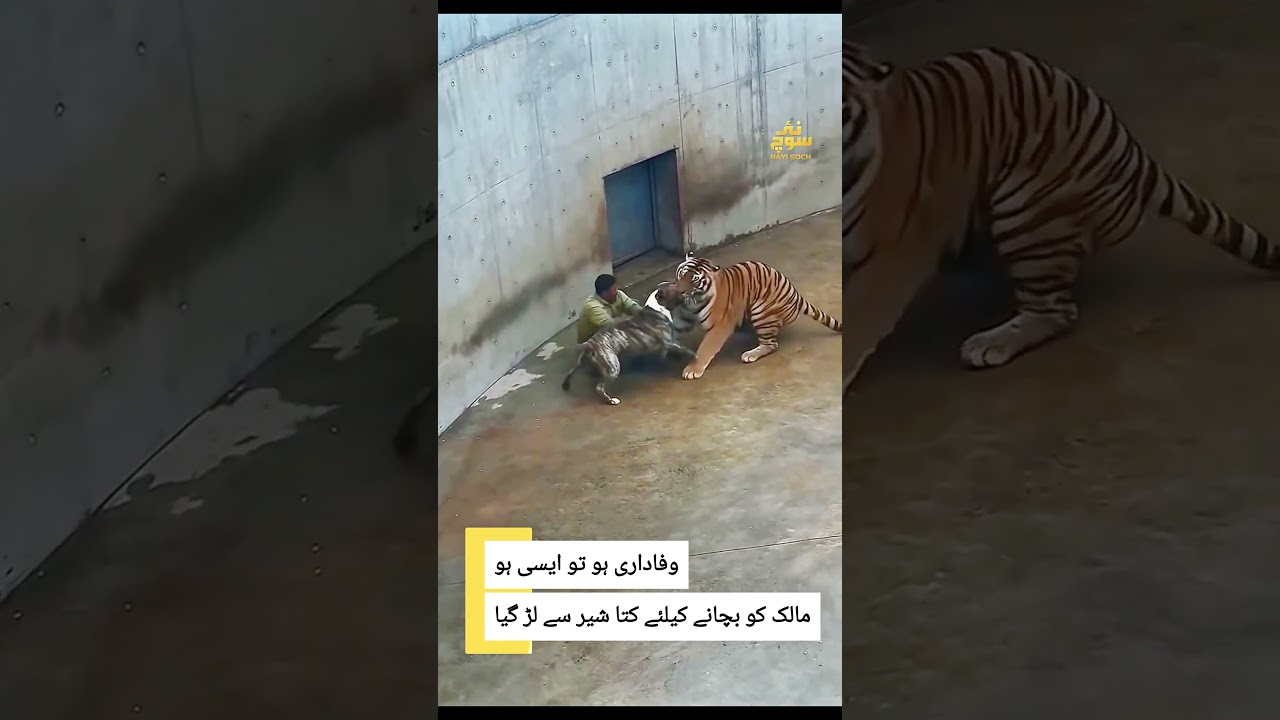 وفاداری ہو تو ایسی ہومالک کو بچانے کیلئے کتا شیرسے لڑ گیا #nayisoch #loin #dog #zoo #fblifestyletyle