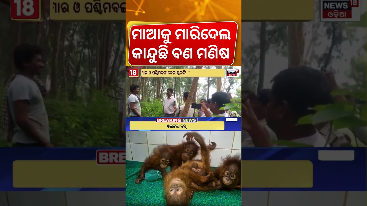 Emotional Scenes At Nandankanan : ମାଆକୁ ଖୋଜୁଛନ୍ତି ବଣ ମଣିଷ ! Baby Orangutans Missing Their Mother