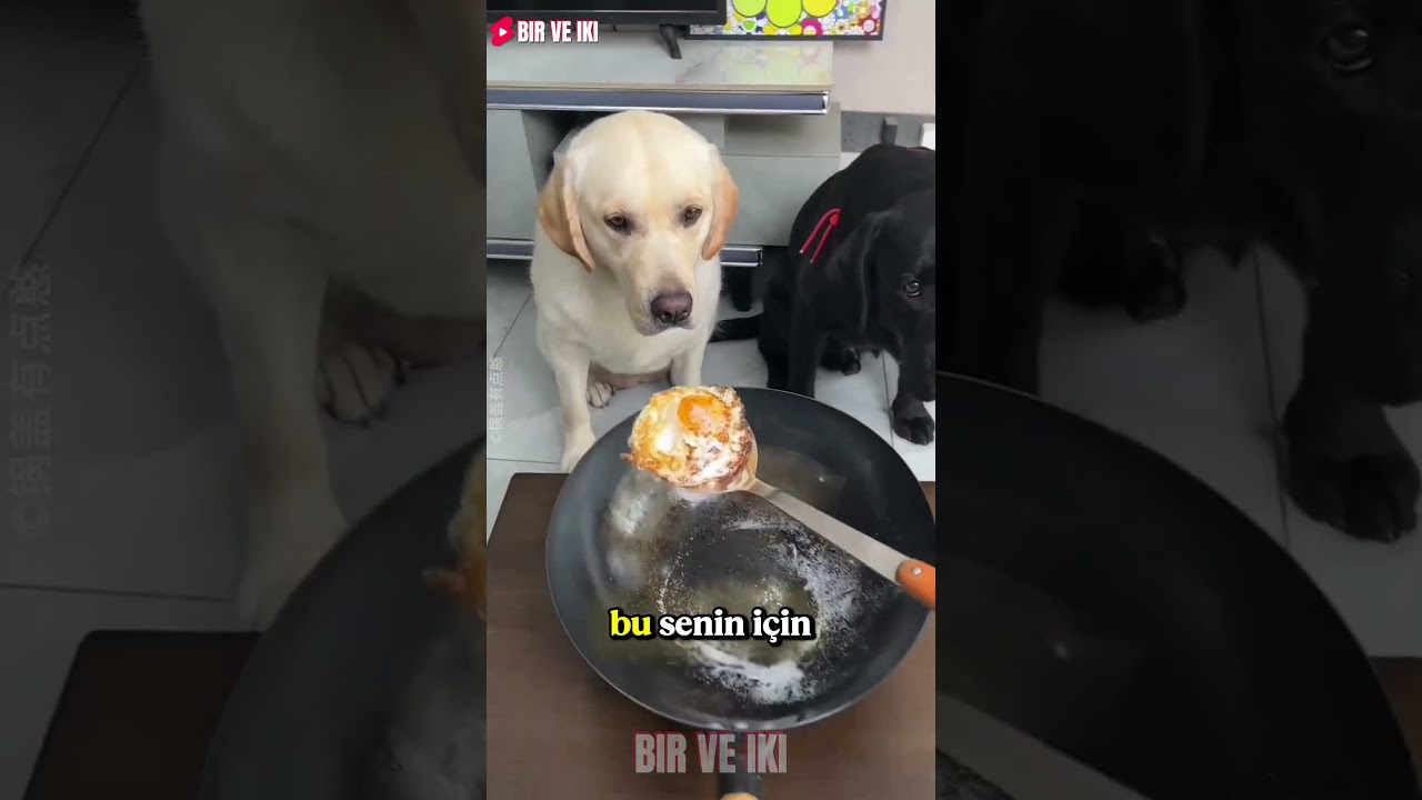Pamuk Kardeşi İçin Güzel Yemeklerden Vazgeçti! 😍💖