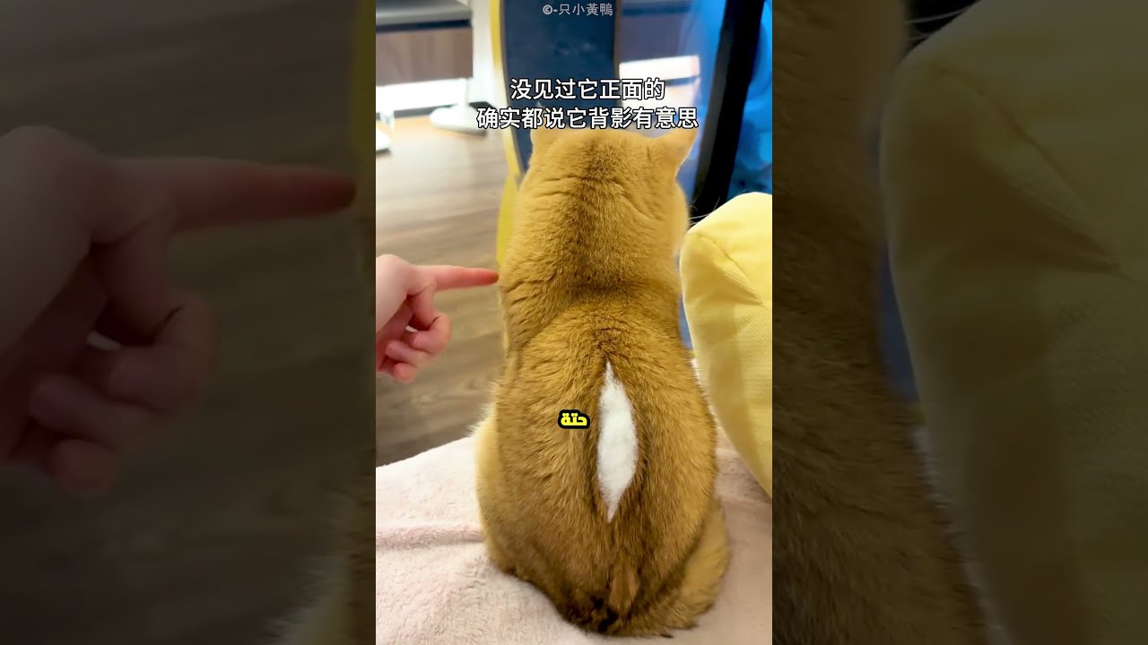 القطة دي بتتحول لعروسة لعبة؟ شوفوا المفاجأة اللي صدمت صاحبتها! 😱🐈
