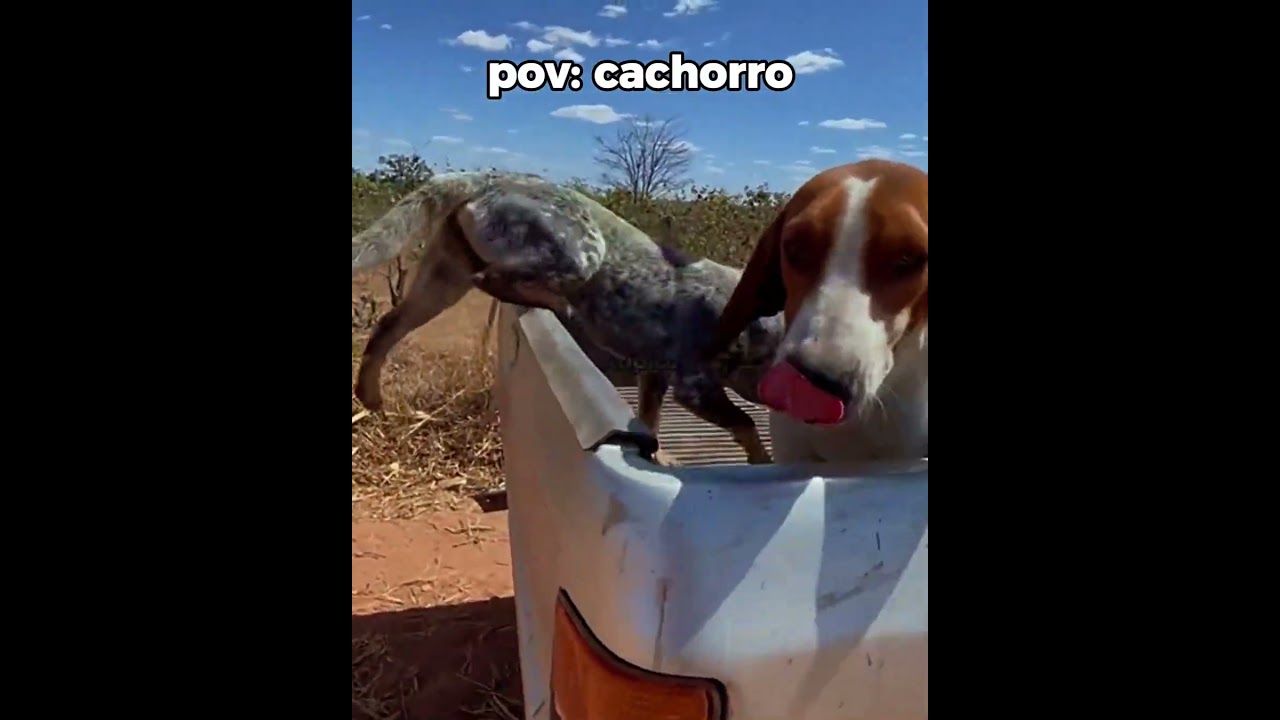 o cachorro veio nadando | #engraçado #humor #shorts