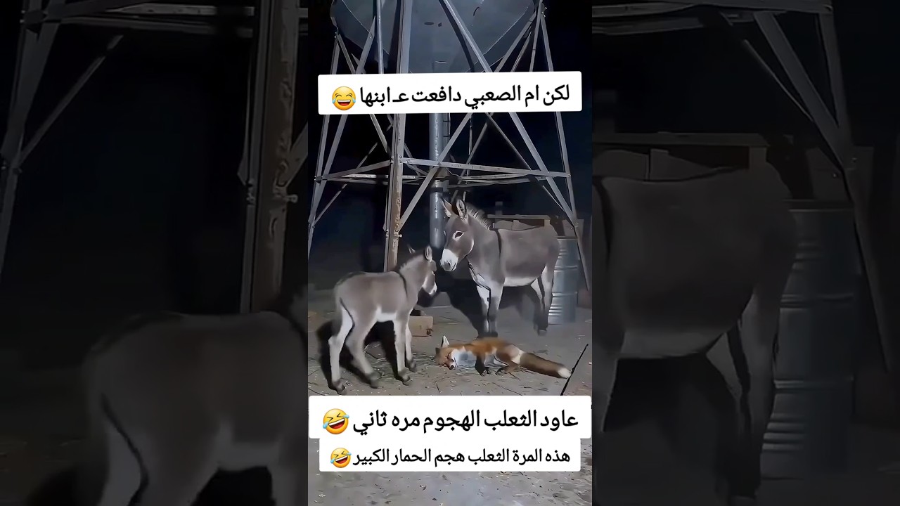 حمار دافع ع صغيرة من الثعلب 2 😂 #funny #abu_qais24 #shorts
