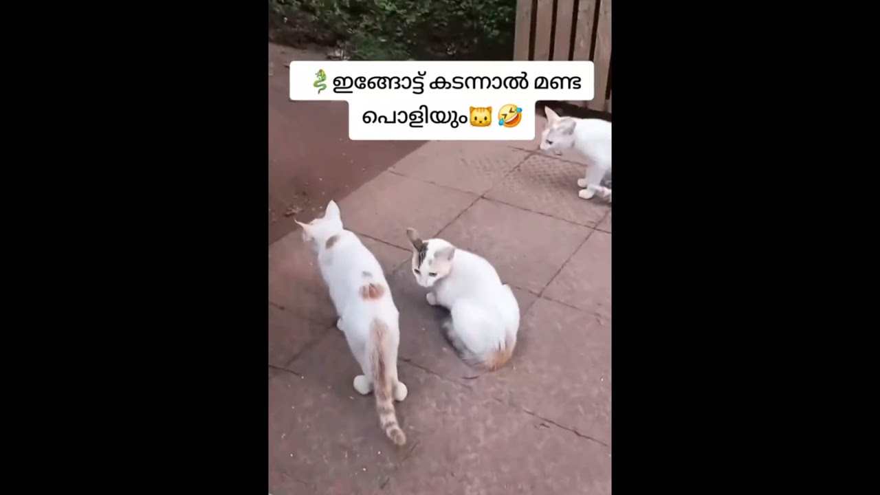 അല്ല പിന്നെ. 😂😂youtube#trending🔥#viral 🔥#funny 🤣#snake🐍🐍#cat 😺#shortvideos #plz_subscribe_my_channel
