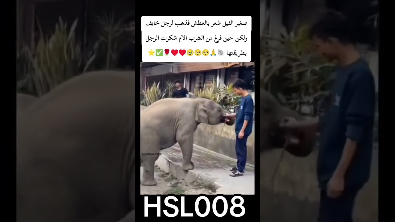 الكثير يفضلون الفيل لانه الوحيد الذي إذا شعر انك في خطر فهو لن يتركك ابدا وأيضا أجمل صديق للانسان 🐘🥹
