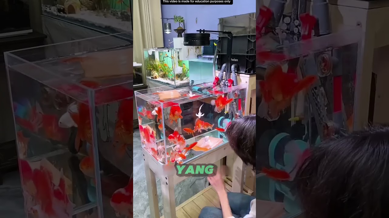 Tisu pembersih air akuarium 😱