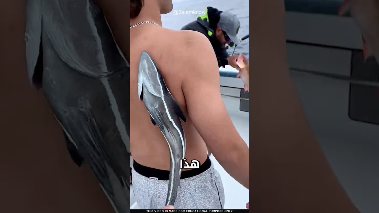 ما سر السمكة الماصة