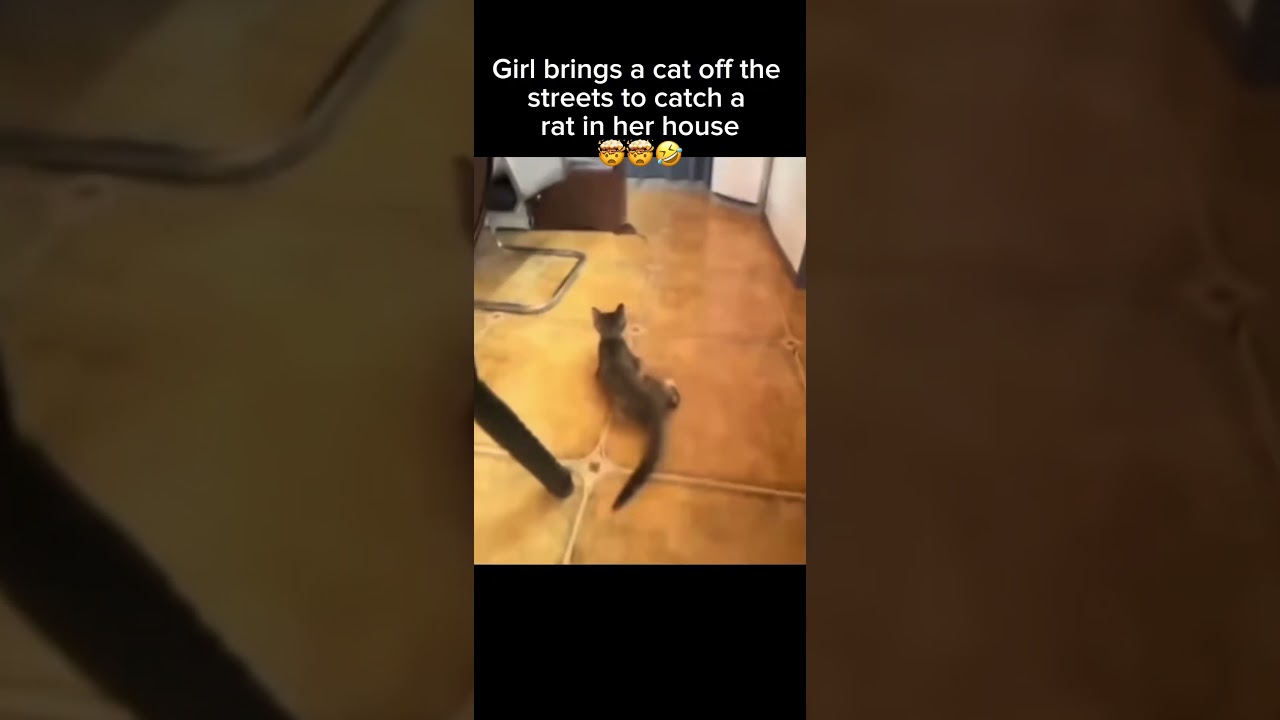 How did she catch the cat?? #shortsfeed