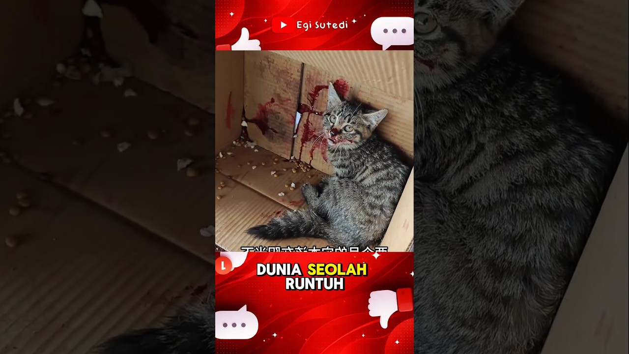 Dunia Pernah Menghancurkannya, Tapi Cinta Menyelamatkannya #kucing #cat #shorts
