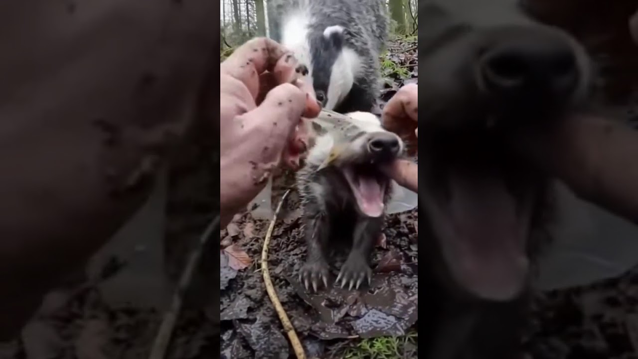 Mother Owl Approaches During Chick Twine Rescue