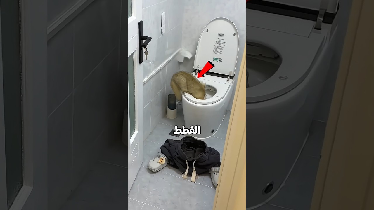 القطة شربت المية بسبب السمك🥹❤️‍🩹