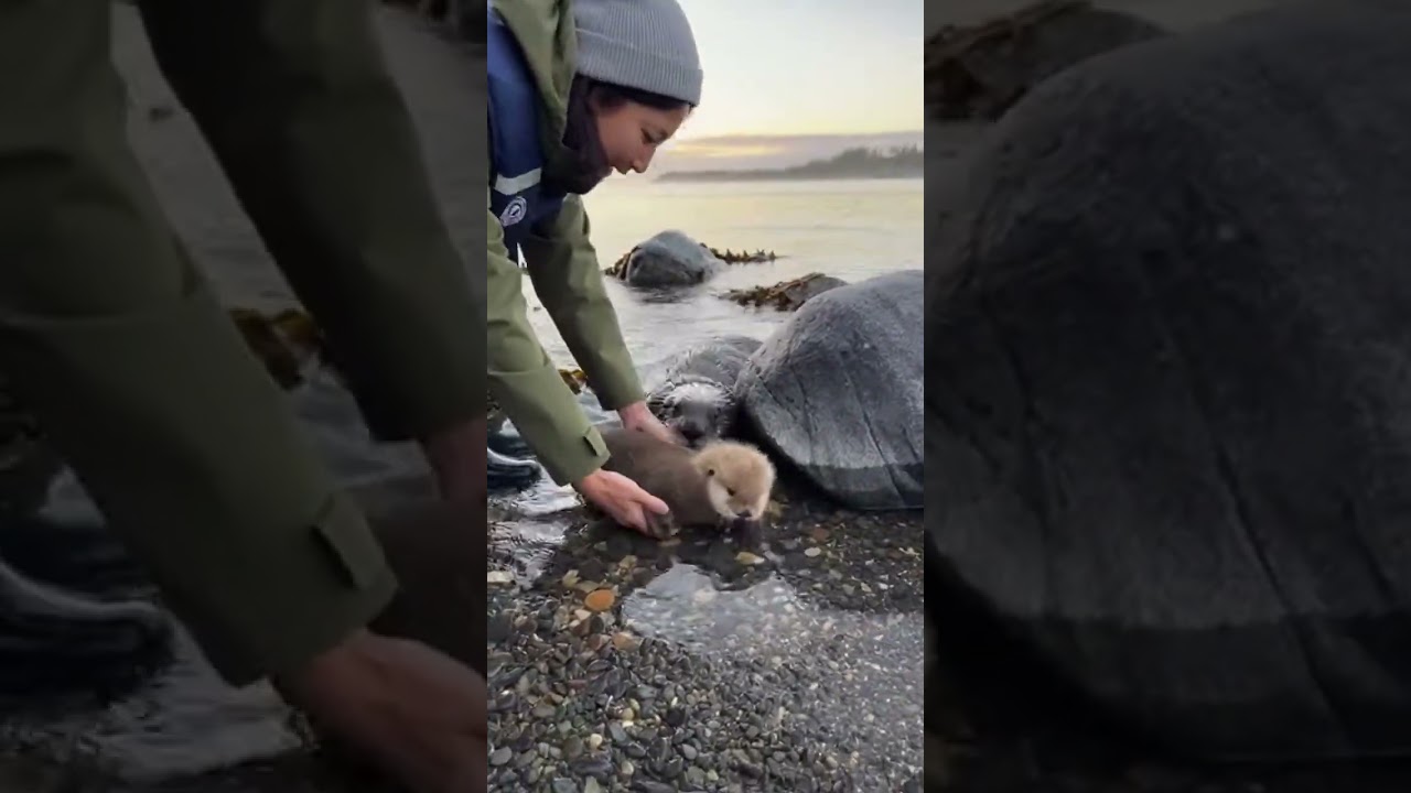 迷子の赤ちゃんカワウソがママの元へ…空気が変わる瞬間🦦👶 #otter #rescue #healing #animals #japan @chiero_piero