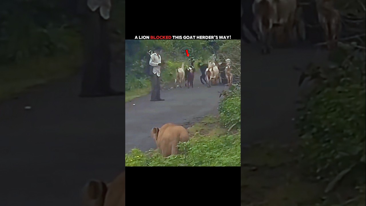 This Goat Herder Faced a Lion Blocking His Way! 🦁 #trending #animals #wildlife #youtubeshorts
