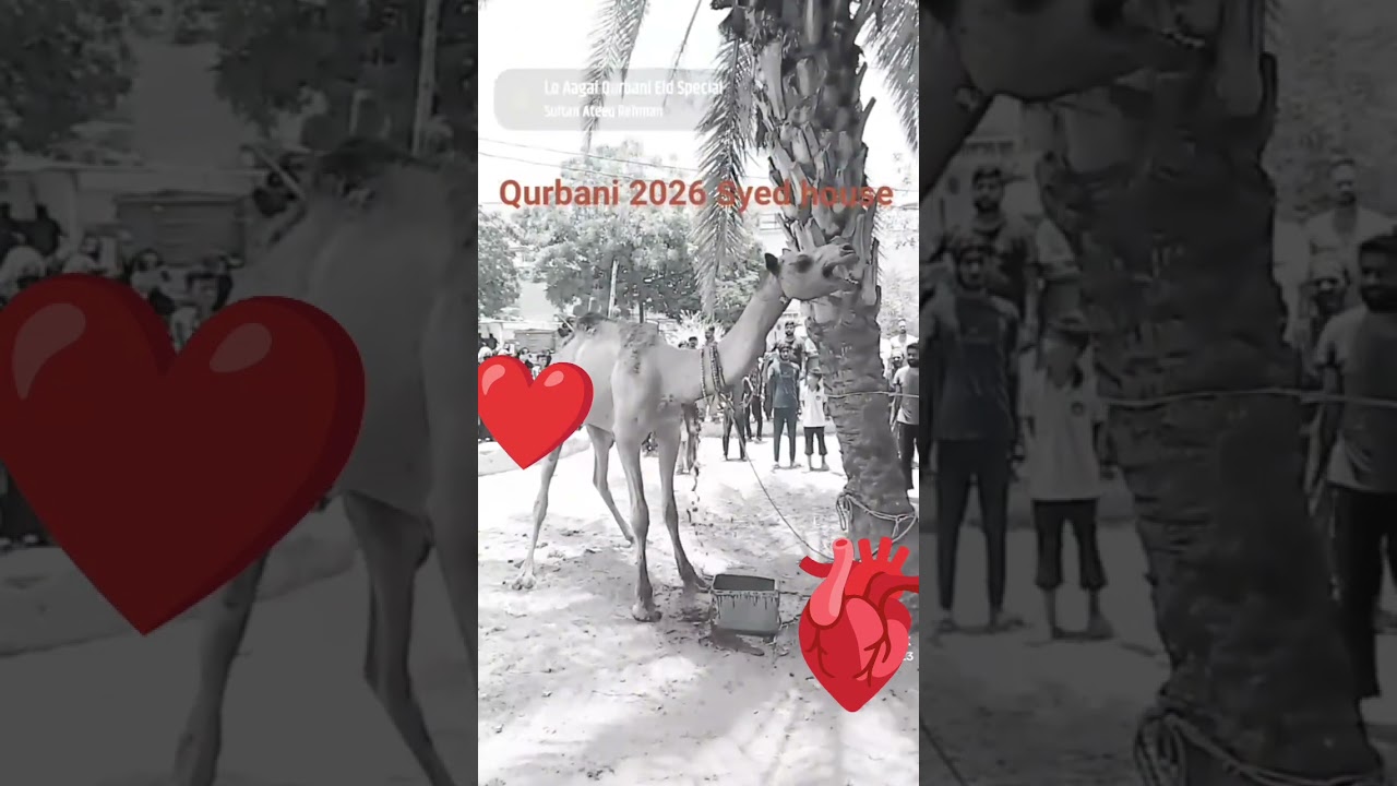 @AhmedxBirds #birds #foryou #subscribe #allahuakbar unt ka qurbani ho gaya hai 🐪🐄🐃🐫🐂🐐