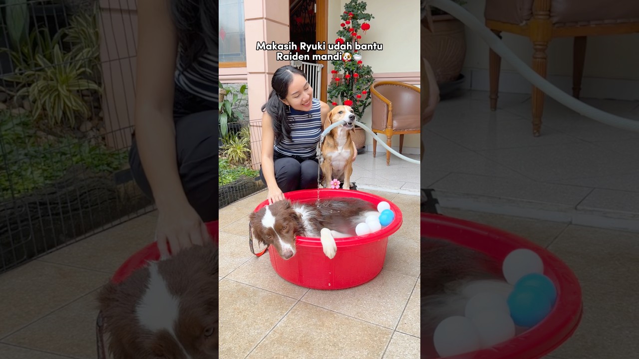 ANABUL PINTAR MANDIKAN ADIK‼️😍 RAIDEN SUKA BERENDAM🛁😂 #shorts #anjinglucu