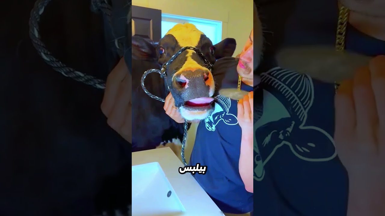 البقرة خطفت الفطار فجأة 😂🍽️