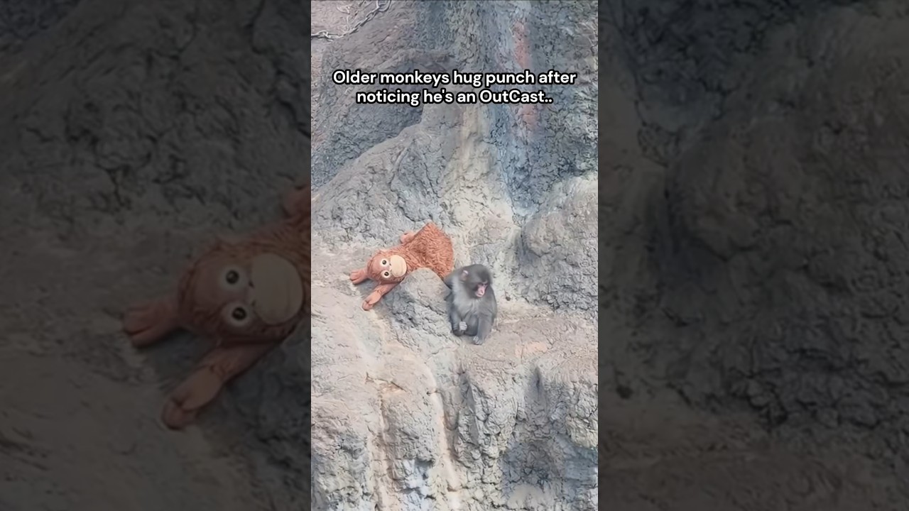 At Ichikawa City Zoo, a small baby monkey named Punch ❤️#viralmonkey #punch