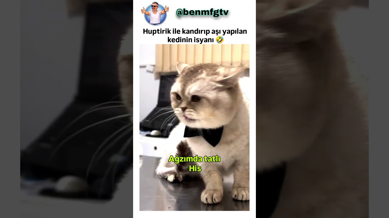 Kedinin haklı isyanı