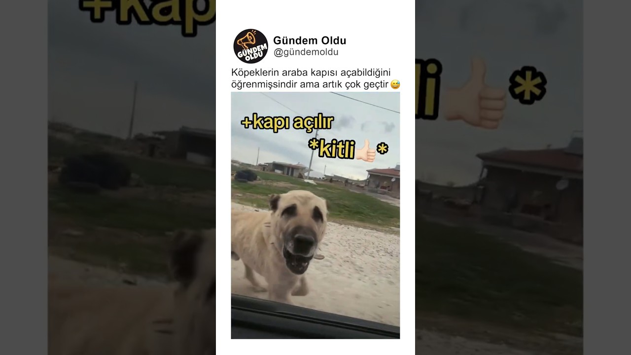 Köpeklerin araba kapısı açabildiğini öğrenmişsindir ama artık çok geçtir 😅
