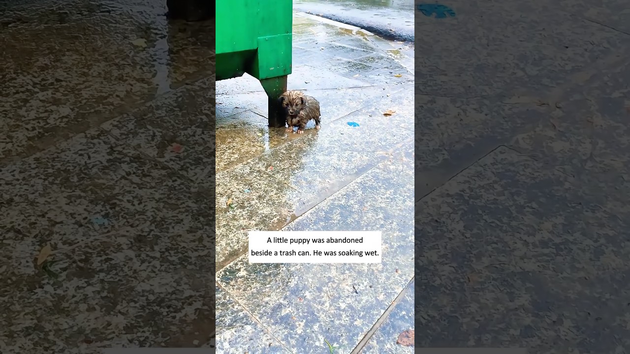 Poor puppy 🥺#animalrescue #puppy #cuteanimals #fyp #lovestory