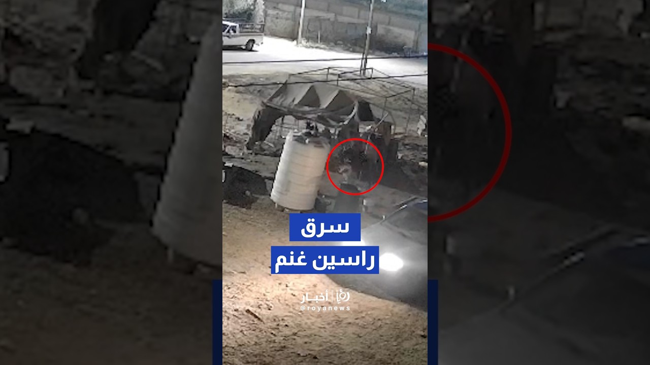 كاميرا مراقبة توثق سرقة رأسين من الأغنام في مادبا #shorts #short #shortsclip