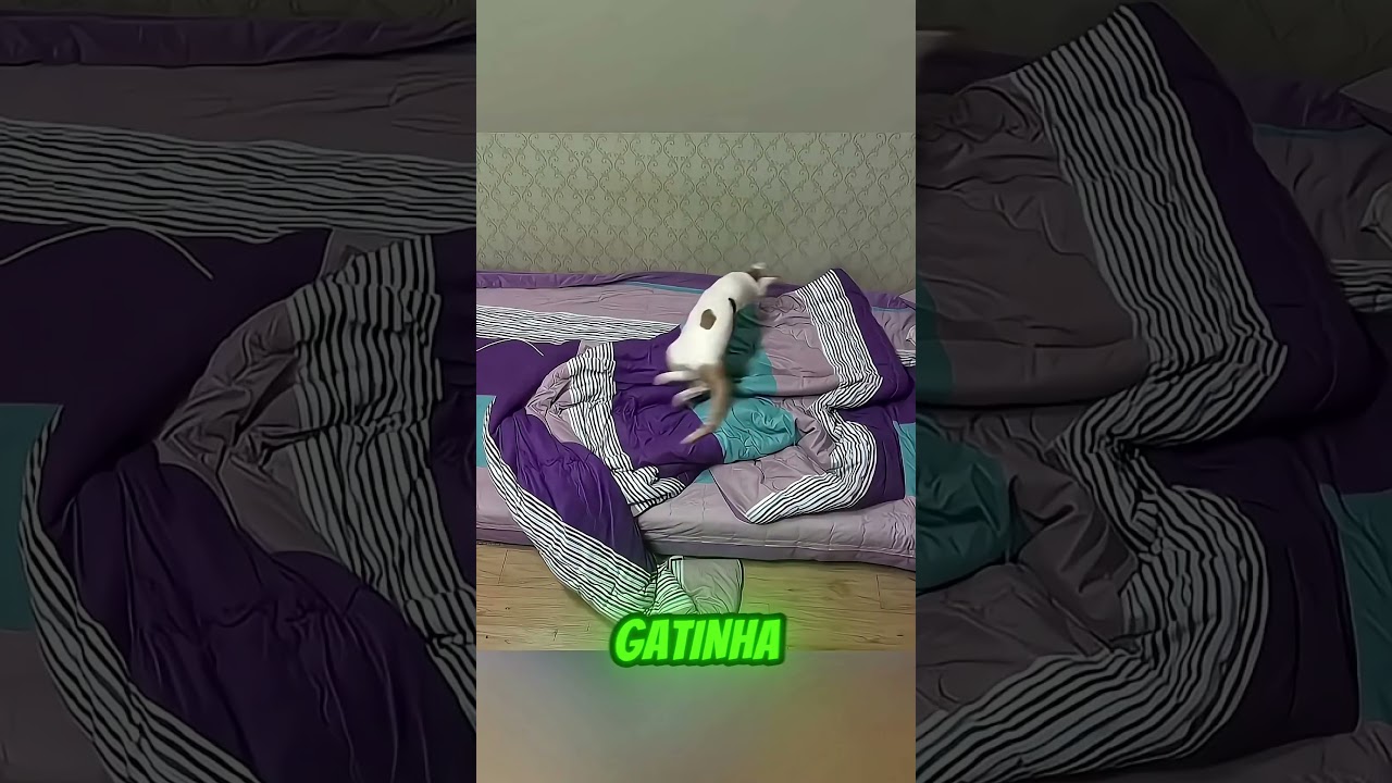 NINGUÉM ENTENDIA POR QUE ESSA GATA MUDAVA À NOITE! 😨🐱