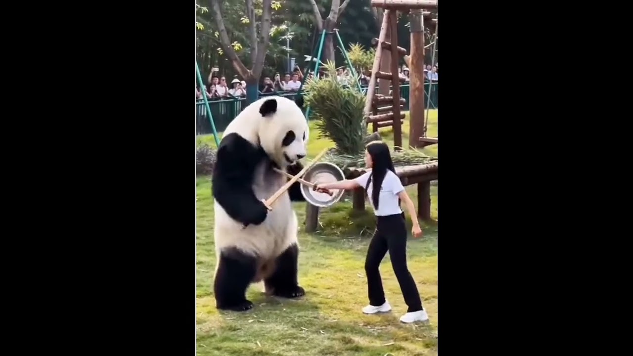 Cute Panda's Play time ❤️