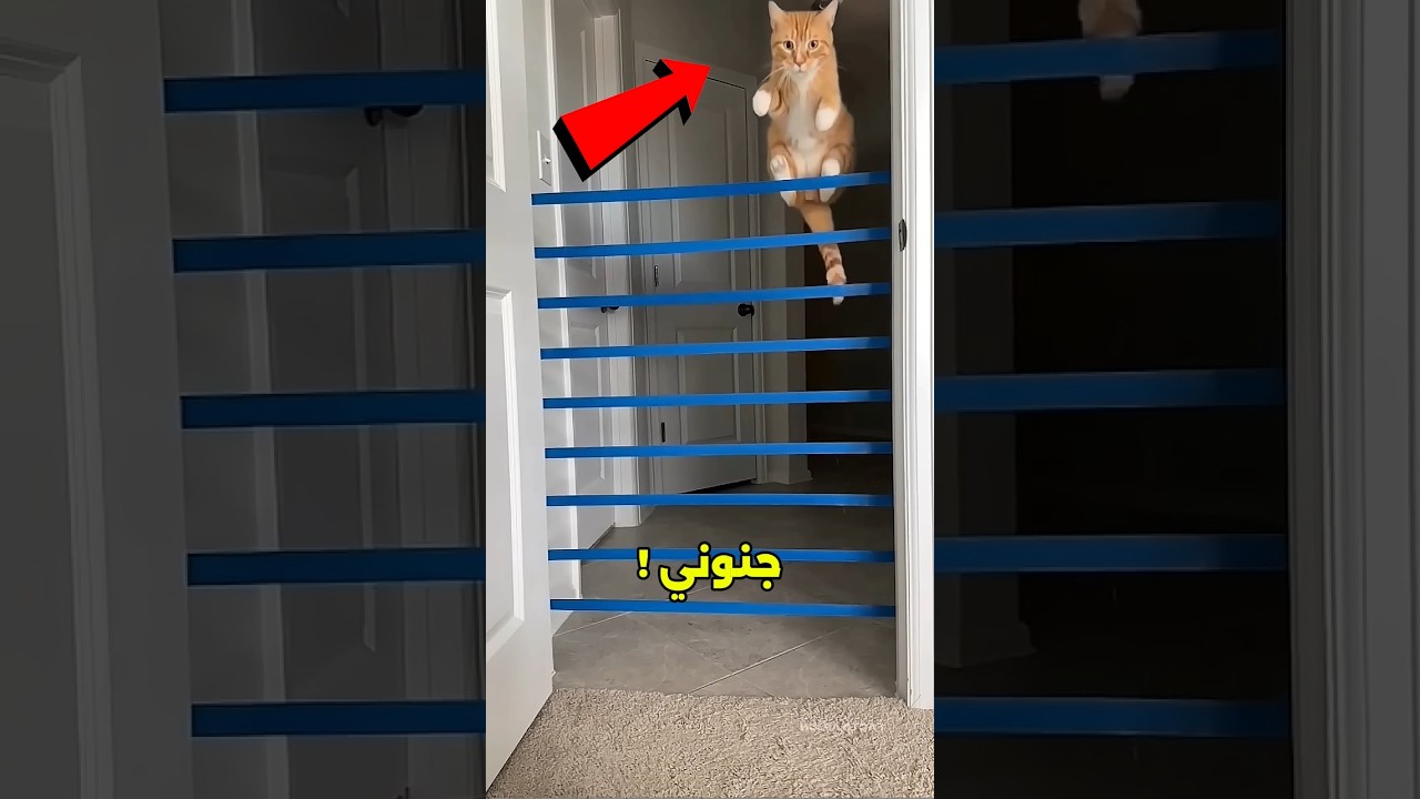 قطه شجاع تتحدى المستحيل وتقفز لاخر مرحله!🐱💥