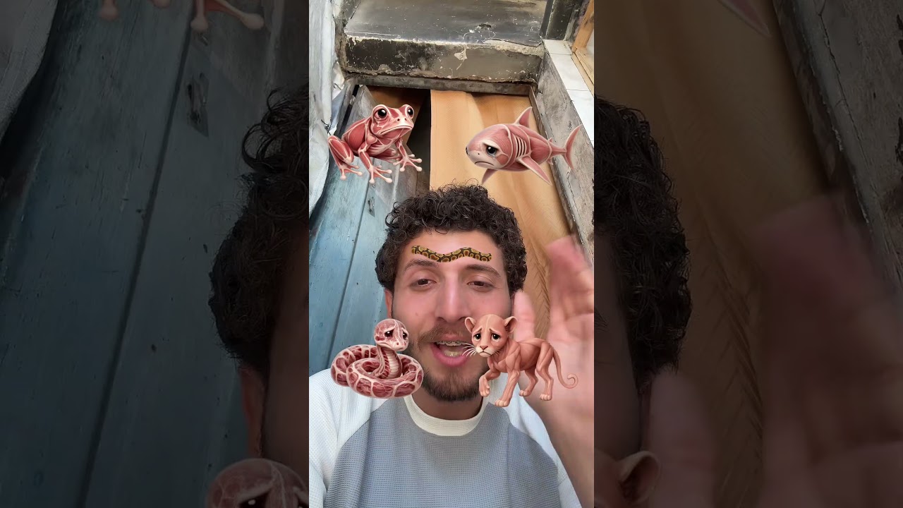 فلتر تلبيس الحيوانات !!