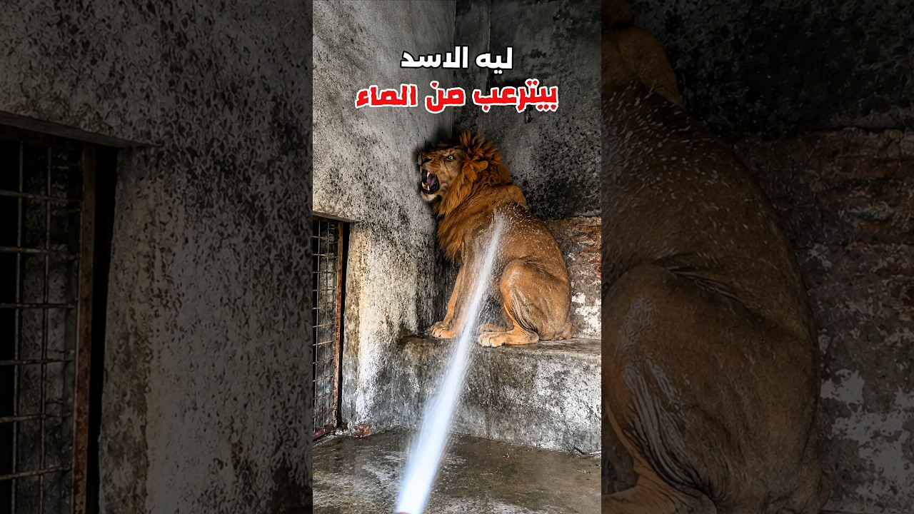 ليه الاسد بيترعب من الماء بالشكل ده!؟