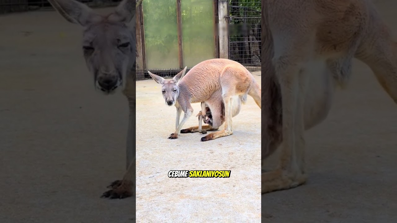 Bu Kanguru Neden Annesinin Cebine Saklandı? 😱👀